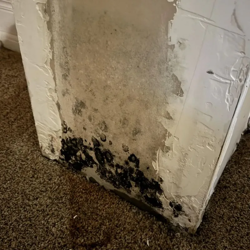 Professional Mold Removal in Camilla, GA